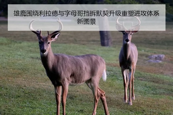 雄鹿围绕利拉德与字母哥挡拆默契升级重塑进攻体系新图景 | cc7c7.app